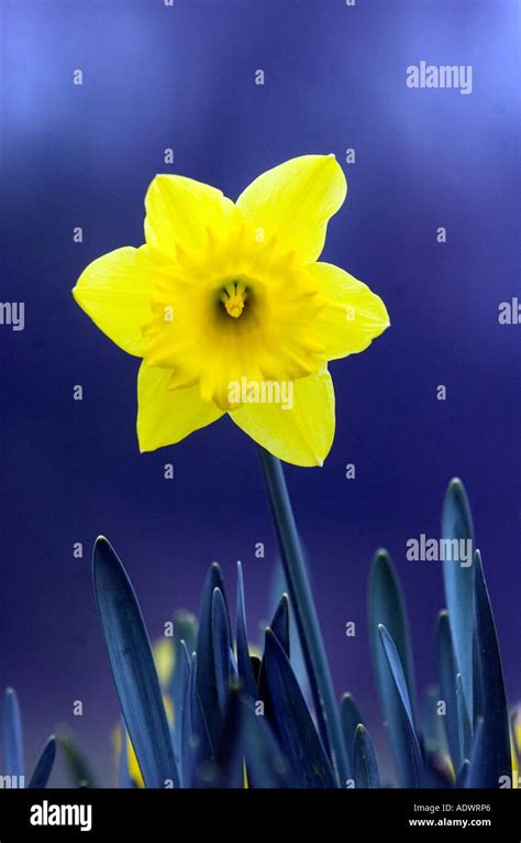 Daf Daffodil Hi Res Stock Photography And Images Alamy