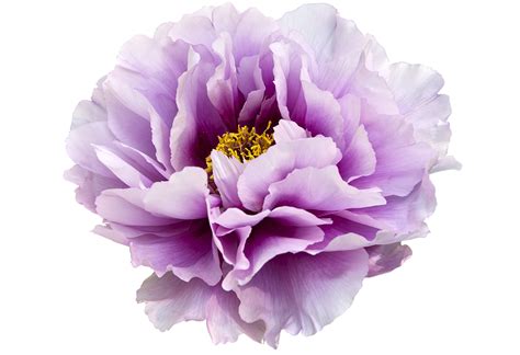 Peonies Png Transparent Images Pictures Photos Png Arts