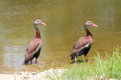Black Bellied Whistling Duck Facts Habitat Lifespan Pictures