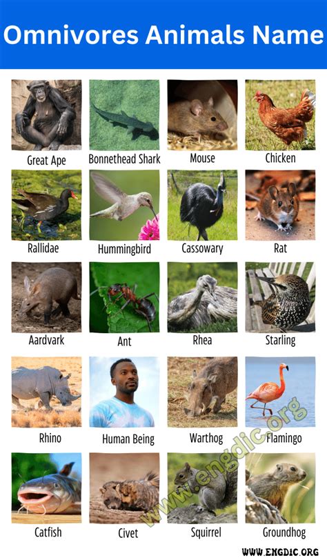 70 Omnivores Animals Name With Pictures Engdic
