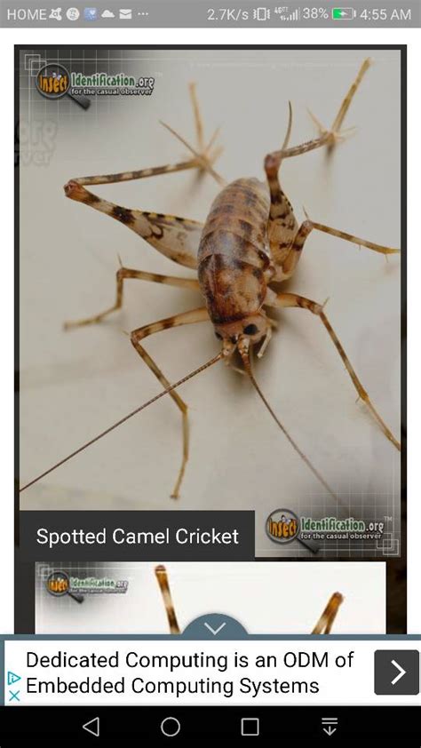 Cave Crickets as a feeder? - Dendroboard