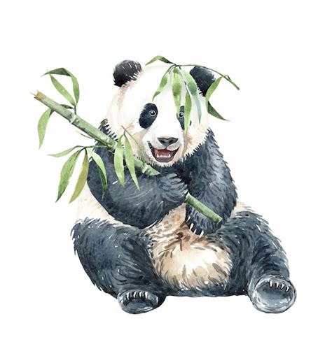 Premium Vector Watercolor Panda Eating Bamboo