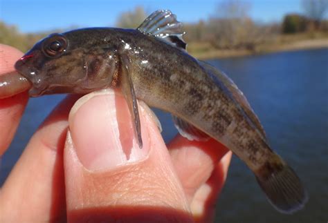 Ben Cantrells Fish Species Blog Round Gobies In The Illinois River