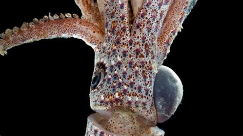 til of the cockeyed squid a species with one normal eye for looking up and one giant swollen