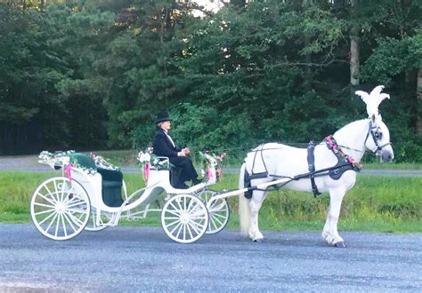 Hire Dianas Wedding Horses Horse Drawn Carriage In Mount Airy Maryland