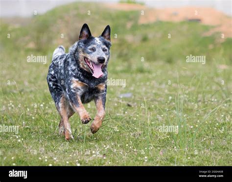 Young Male Australian Cattle Dog Blue Heeler Running Towards Camera