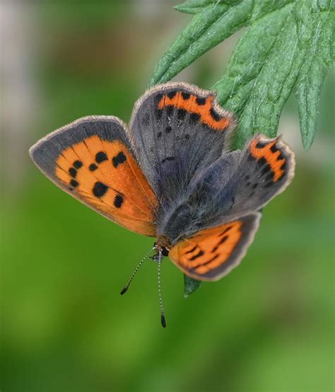 5 Tips For Photographing Butterflies Butterfly Conservation
