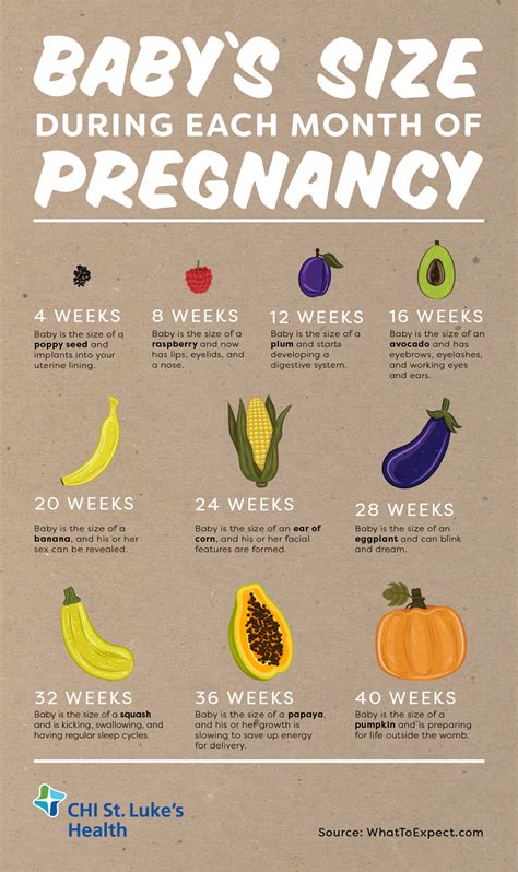 Babys Size During Each Month Of Pregnancy St Lukes Health St