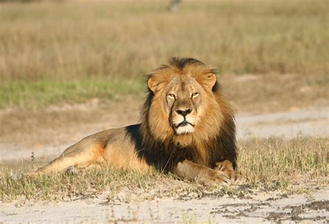 Mad Over Cecil The Lion Here Are 5 Ways You Can Bring About Change Time