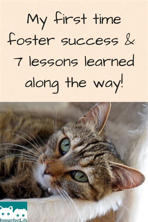 My First Time Foster Success And 7 Lessons Learned Along The Way