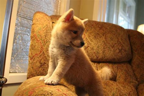 The most common shiba inu baby material is fleece. Beautiful Baby Shiba Inu!!! *** for sale in Abbotsford ...