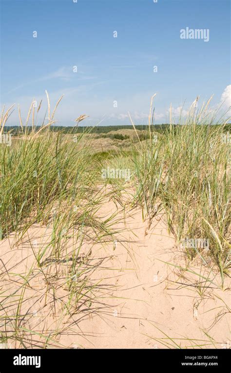 Sand Dunes Beach Beaches Dune Sandy Beach Beaches Coarse Grass Grasses