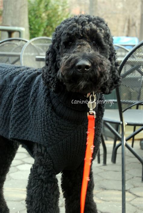 Maybe you would like to learn more about one of these? canined groomed black standard poodle dog central park nyc ...