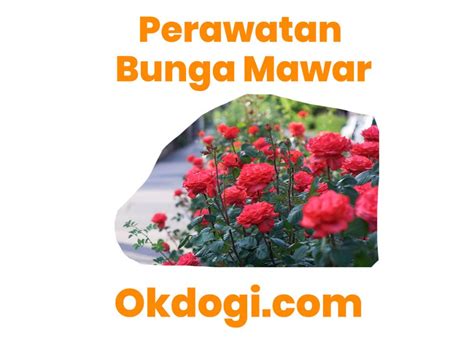 Harga Pasaran Bunga Mawar Terbaru 2019 Lengkap