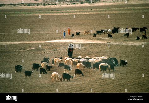 Sinai Egypt Sheep And Goat Herds Stock Photo Alamy
