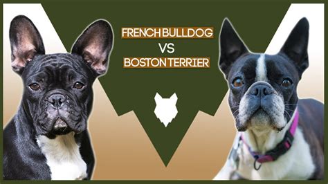 French Bulldog Vs Boston Terrier Youtube