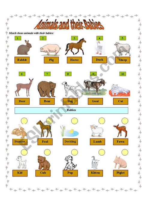 Animals And Their Babies Worksheet Worksheet Education
