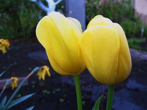 Download Free photo: Tulips - Flowers, Pair, Yellow - Free Download - Jooinn