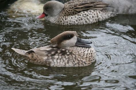 Hey We Have Breeder Pair Marble Teal Duck For Sale At Frankstrade