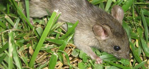 Types Of Common And Deadly Diseases Carried By Norman Rodents