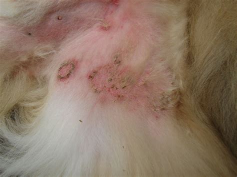 Raised Dry Skin Patch On Dog