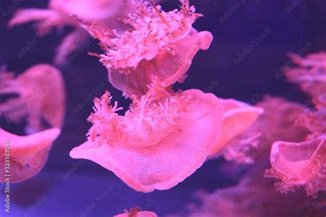 Cassiopea Upside Down Jellyfish Is A Genus Of True Jellyfish And The
