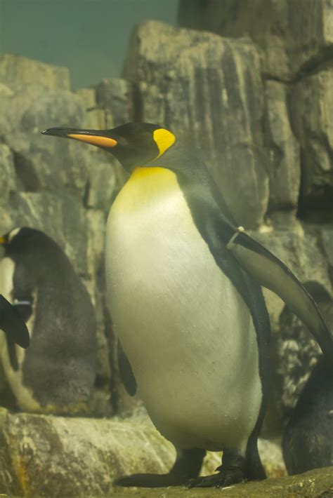 Central Park Zoo King Penguin Laura Erickson Flickr