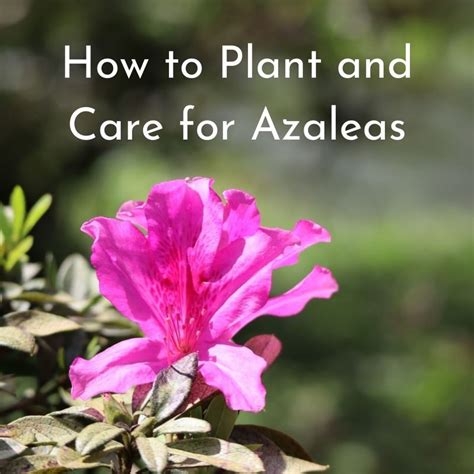 How To Plant And Care For Azaleas Dengarden