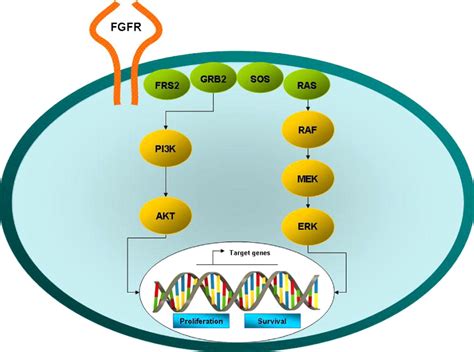 Effect Of Inhibition Of The Fgfrmapk Signaling Pathway On The