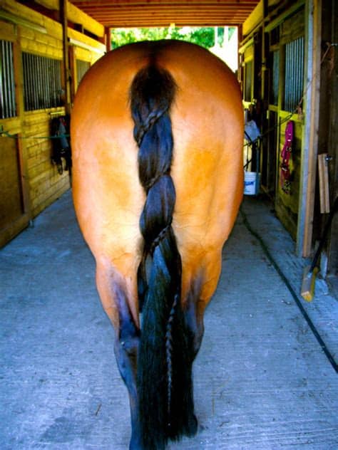 Horse braiding and banding supplies: 4 Ways to Braid Your Horse's Mane - Preloved UK