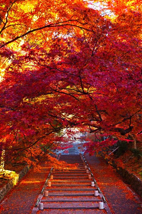 Lifeisverybeautiful Autumn Leaves Japan Autumn Scenery Autumn