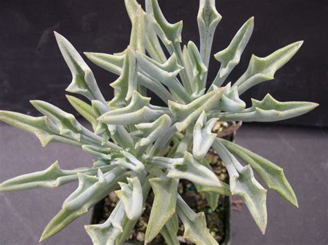 Il curio ficoides mount everest, conosciuto anche come senecio ficoides. Senecio kleiniformis 1.jpg | SENECIO | Pinterest | Cacti ...
