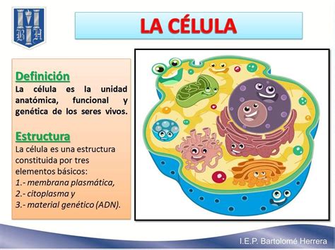 Crucigrama De La Celula Para Cuarto De Primaria Celula Biology