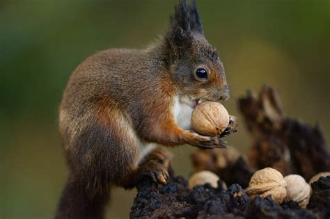 730006 Rodents Squirrels Nuts Glance Rare Gallery Hd Wallpapers