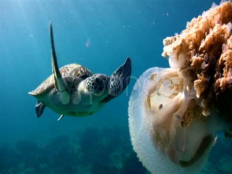 Green Sea Turtle Chelonia Mydas Eating Jellyfish Part Stock Footage Chelonia Mydas Turtle