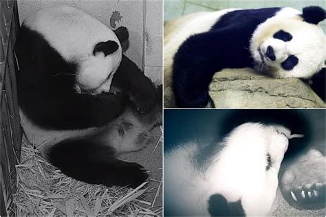 Giant Panda Mei Xiang Gave Birth Friday To A Wiggling Cub And