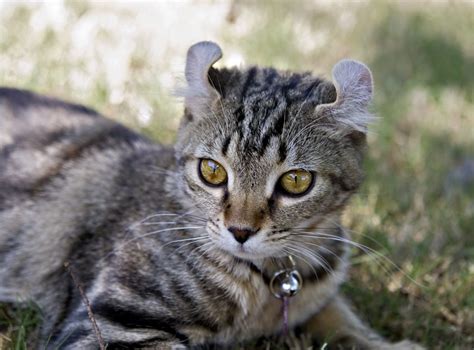 Highlander Cat Breed Information