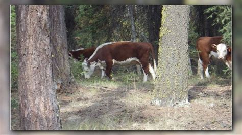 Washington Ranchers Struggle To Keep Cattle Safe In Wolf Territory