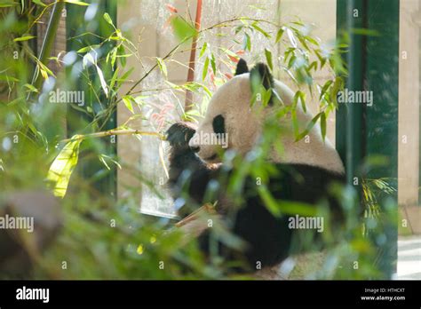 Giant Panda Ailuropoda Melanoleuca Eating Bamboo Tiergarden