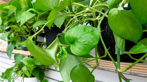 Pothos The Houseplant Everyone Can Love Mulhalls