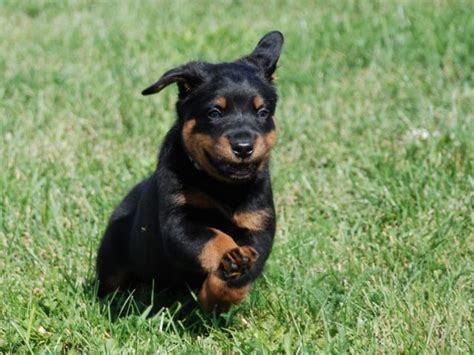 Beauceron Dog Breed Information Images Characteristics Health