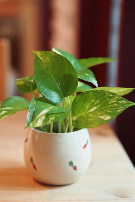 14 Houseplants That Can Survive In Even The Darkest Corner 15 Low