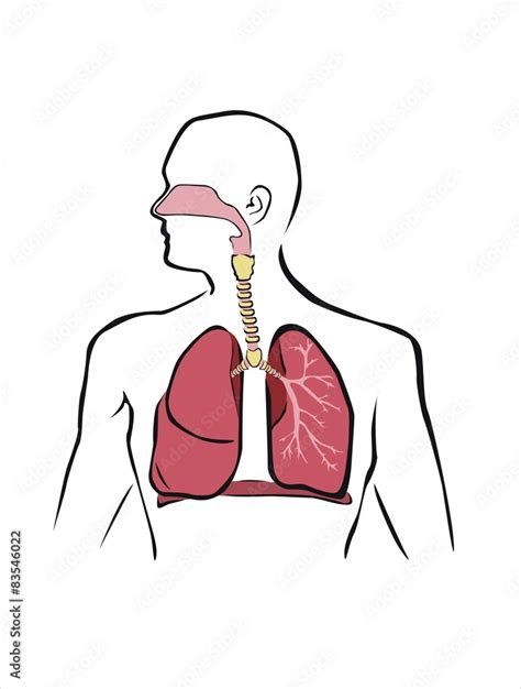 Esquema Del Sistema Respiratorio Humano Stock Vector Adobe Stock