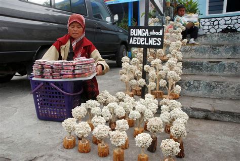 Nama latin bunga edelweiss jawa. Toko Bunga Citra Florist Lamongan 08179618432 ...