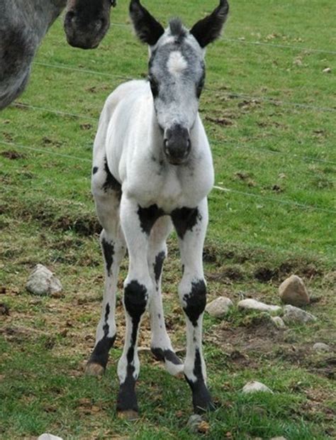 Adorable Black And White Markings On This Foal Stunning Horse When He