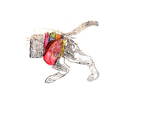 Leg, limb or appendage of an animal, used to support the body, provide locomotion, and, in modified form, assist in capturing and eating prey (as in spiders and insects). Outside Leg Muscles