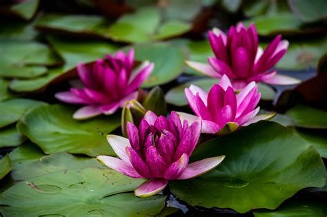 Water Lily Hd Wallpaper Background Image 2000x1333