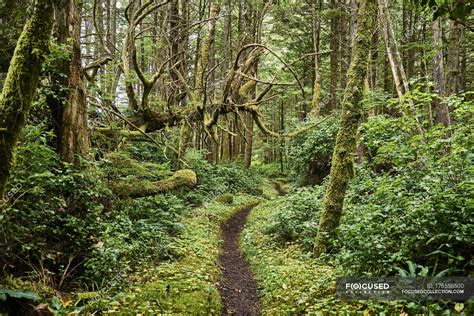 Lush Foliage In A Temperate Rainforest Cape Scott Provincial Park