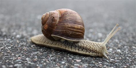 Snails Can Travel Far Spreading Disease Researchers Find Scope