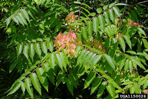 Tree Of Heaven Ailanthus Altissima